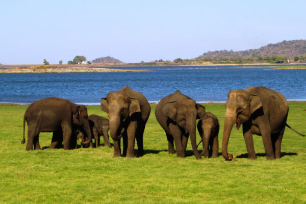 Safari with elephants, crocodiles and leopards
